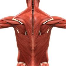 Drop all the files you want your writer to use in processing your order. Spinal Muscles A Comprehensive Guide