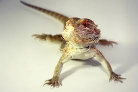 Zero morph bearded dragon for sale. 17 Pets You Can Legally Own That Look Like Dragons Pethelpful