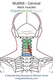 Pin On Neck Origin Insertion