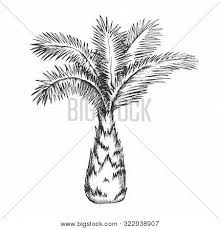 Big al was very helpful, attentive, and educational. Palm Tree Sabal Minor Vector Photo Free Trial Bigstock