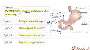 Sphincter muscle, any of the ringlike muscles surrounding and able to contract or close a bodily one of the most important human sphincter muscles is the sphincter pylori, a thickening of the middle. Pyloric Sphincter Regulates The Opening Of Youtube