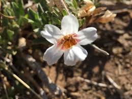 Image result for Petalidium englerianum