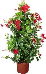 See full list on giardinaggio.net Dipladenia Come Coltivare E Curare Questa Pianta Rampicante
