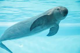 Porpoise definition and meaning | Collins English Dictionary