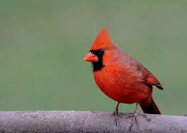 Songbirds sounds free mp3 download. Birds Of Nj Figure Out What S In Your Backyard Nj Family