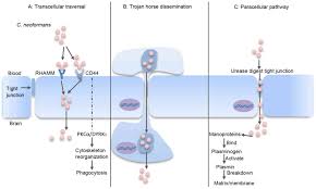Cryptococcus neoformans and cryptococcus gattii isolated from the excreta of psittaciformes in a southern brazilian scientific and technical publication no. Innate Immune Evasion Strategies Against Cryptococcal Meningitis Caused By Cryptococcus Neoformans Review