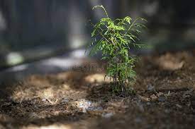 Take exit 99, travel west on 93rd avenue for 1/2 mile. 190 Cedar Sapling Photos Free Royalty Free Stock Photos From Dreamstime