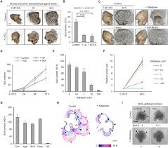 Check spelling or type a new query. Voltage Dependent Ca 2 Channels Promote Branching Morphogenesis Of Salivary Glands By Patterning Differential Growth Scientific Reports