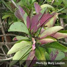 Image result for Synadenium grantii