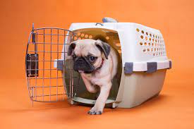 As then the puppy can hear you breathing and its meant to be some sort of comfort for them. How To Crate Train A Puppy