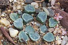 We did not find results for: Haworthia Truncata Wikiwand