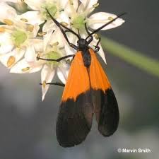 Black And Yellow Striped Caterpillar Georgia Black And Yellow Lichen Moth Lycomorpha Pholus Moth Caterpillar Moth Insects