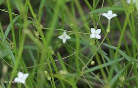 Image result for Oldenlandia herbacea
