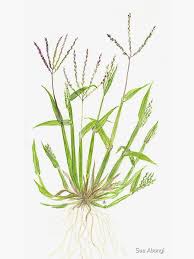 Image result for Digitaria sacculata