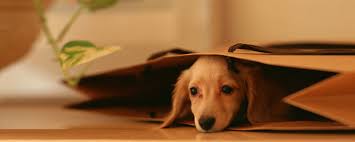 Get free pest control quote in minutes from reviewed & rated pest controller on airtasker. Pest Control