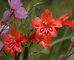 Pacific Bulb Society Gladiolus Hybrids Gladiolus Flower Gladiolus Beautiful Flowers