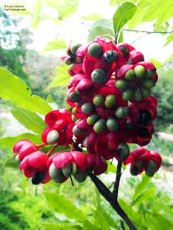 Image result for Ochna atropurpurea