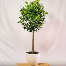 Image result for Ficus