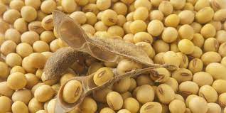 Sebuah studi mengaitkan kedelai dengan pengurangan ldl buruk dan kolesterol total, serta peningkatan. 9 Jenis Kacang Yang Kaya Nutrisi Dan Populer Di Indonesia Merdeka Com