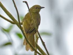 Image result for Harungana montana