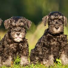 The high level of intelligence can be a blessing or a curse in disguise. Miniature Schnauzer Puppies For Sale Available In Phoenix Tucson Az