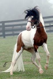 What A Fine Stallion Indeed I Feel Tybalt Would Have A Stallion Like This Just To Show Him Off Although I Feel That He M Horses Miniature Horse Pretty Horses