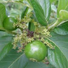 Image result for Landolphia kirkii