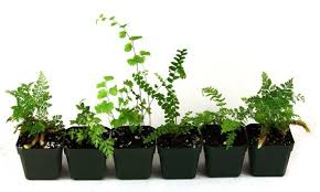 Combo 6 Six Live Terrarium Fairy Garden Fern Plants 6 Etsy Terrarium Plants For Sale Terrarium Plants Plants