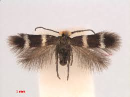 Image result for Enteucha acetosae