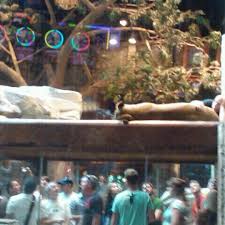 The mgm grand las vegas is a hotel and casino located on the las vegas strip in paradise, nevada. Lion Habitat At Mgm Grand Hotel Now Closed The Strip 27 Tips
