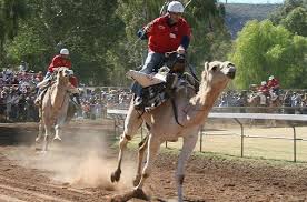 The camel was looking at his own reflection in the pool. Camel Racing Is This America S Next Big Gamble