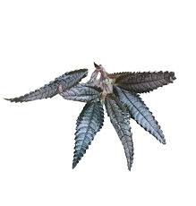 Image result for Pilea johnstonii