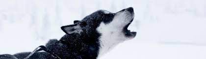 Dem hund das bellen abzugewöhnen ist oft leichter gesagt als getan. 5 Tipps Fur Ein Training Gegen Ubermassiges Bellen Deines Hundes