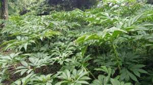 Tanaman umbi porang yang dikenal dengan nama amorphopallus oncophillus ini tengah ramai porang dapat hidup subur pada hutan tropis. Tanaman Porang Tribunnewswiki Com Mobile