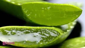 How To Make A Poultice With Medicinal Plants In 2020 Aloe Vera Gel Benefits Aloe Vera Juice Aloe Vera Benefits