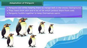 If you put two polarbears or two penguins together in a bond, it creates a. Adaptation Of Penguin Youtube