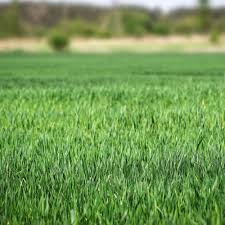 This species is often included in lawn mixes with other species because it germinates so quickly. Osp Rye Grass Seed Perennial Ryegrass Seed Blend