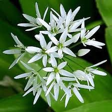 Image result for Allium ursinum