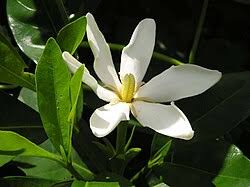 Image result for Gardenia subacaulis