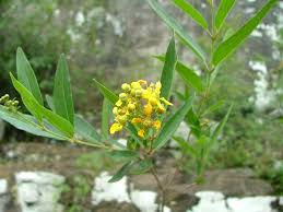 Image result for Heteropterys glabra