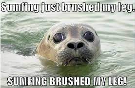 Pin By Jan Marie Pablo On Funny Funny Animals Funny Animals With Captions Funny Animal Pictures