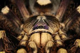 Image result for Centema subfusca