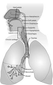Pulmonary System