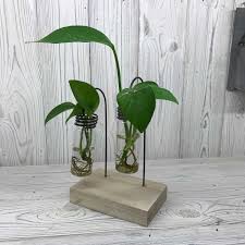 Hydroponic Vases Lab Design Set On A Recycled Wooden Stand Office Plants Houseplants Feng Shui Grow Plants Fast With H Handmade Home Decor Decor Home Decor
