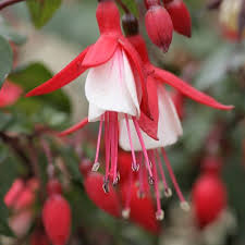 Upright Fuchsia Jingle Bells Fuchsia Plant Fuchsia Flowers Plant Sale