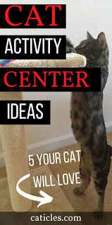 Ultimate Cat Supplies List Everything Your Cat Needs 2020 In 2020 Healthy Cat Food Cat Supplies Cat Supplies List