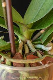 Orchid Anatomy And Terminology A Glossary Of Orchid Terms Orchid Plant Care Growing Orchids Indoor Orchids