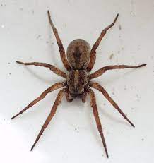 They are easily identified by the unique white, orange, or yellow patterning on their backs and their iridescent. 17 New York Spiders That Will Make Your Skin Crawl Newyorkupstate Com