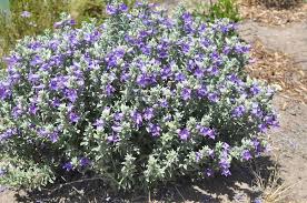 Image result for Belonophora