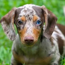 One Blue Eye One Brown Dapple Dachshund Dachshund Puppies Dachshund